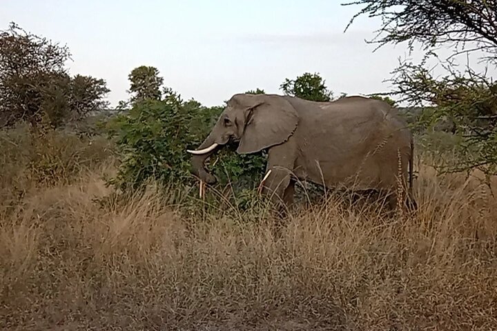 Kruger National Park Morning Safari Experience (Minimum 2 Peope)
