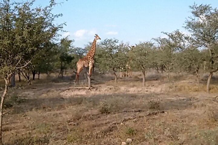 Kruger National Park Morning Safari Experience (Minimum 2 Peope)