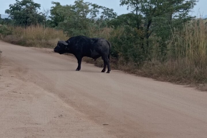 Kruger National Park Morning Safari Experience (Minimum 2 Peope)