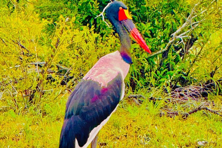 Kruger National Park Morning Safari Experience (Minimum 2 Peope)