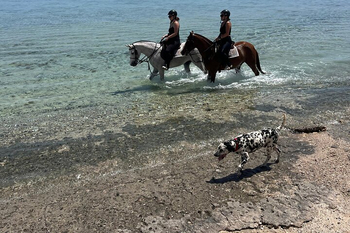 Horseback Riding Adventure in Marsa Alam