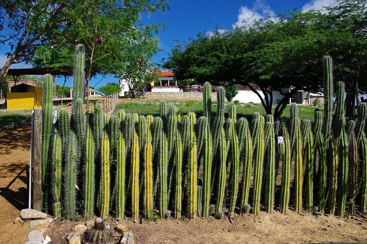 Small-Group Guided North & South Tour of Bonaire with Pick Up