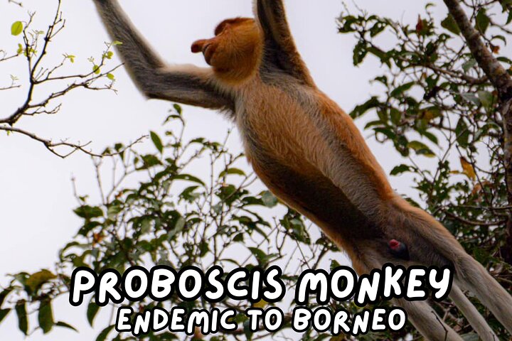 Borneo (Klias) River Cruise & Fireflies Tour