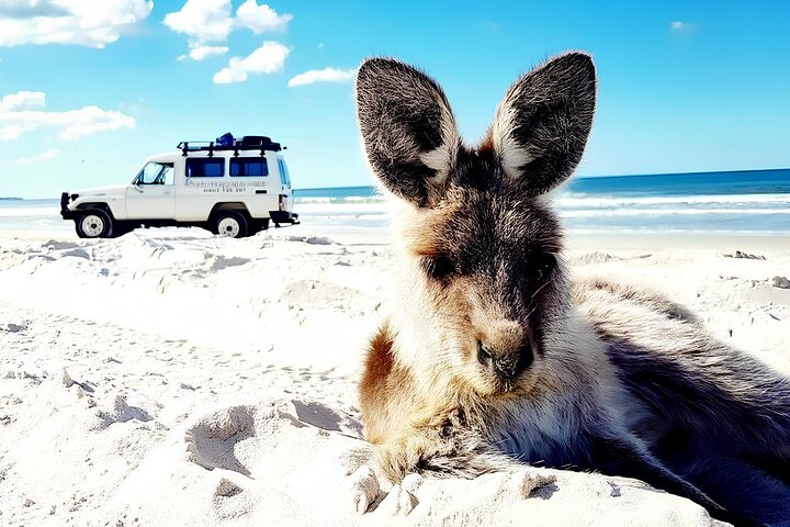 Bribie Island 4WD Kayak and WWII Bunker Tour