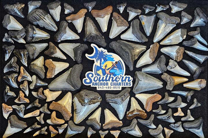 Charleston/Folly Beach Shark Tooth and fossil Island Drop off