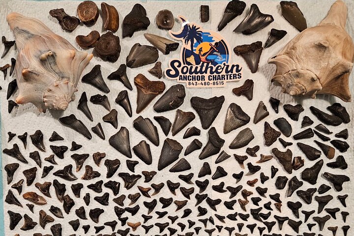 Charleston/Folly Beach Shark Tooth and fossil Island Drop off