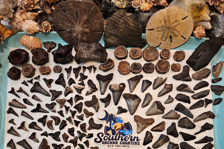 Charleston/Folly Beach Shark Tooth and fossil Island Drop off