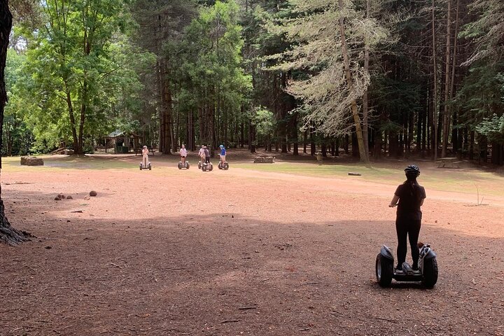 Launceston: Hollybank Treetops Adventures - Segway Tour