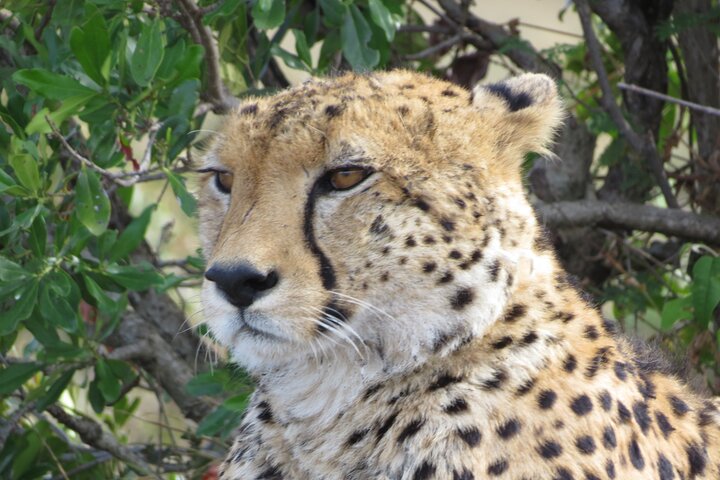 Tsavo National Park Small group Day trip