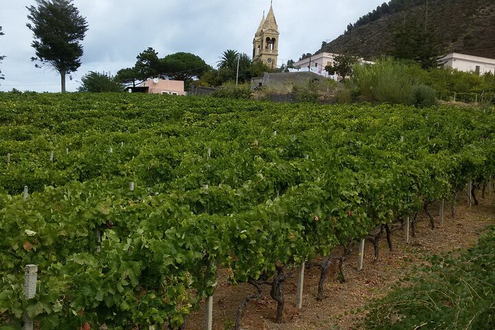 Malvasia Experience: Aeolian Wine Tasting in Salina