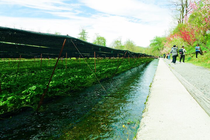 Matsumoto Everything Tour: Castle, Miso, Wasabi, Wine & Ukiyo-e