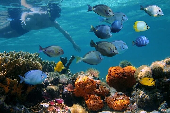 Snorkeling! & Cahuita national park Small Group Tour