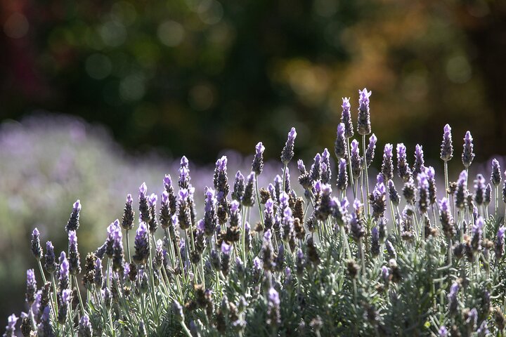 Ashcombe Maze & Lavender Gardens