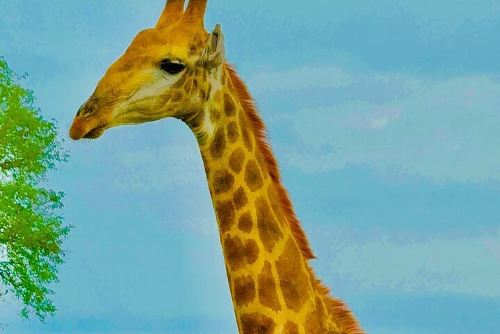 Kruger National Park Morning Safari Experience (Minimum 2 Peope)