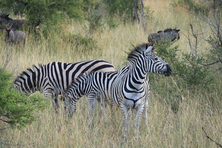 Kruger National Park Morning Safari Experience (Minimum 2 Peope)