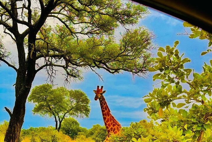 Kruger National Park Morning Safari Experience (Minimum 2 Peope)