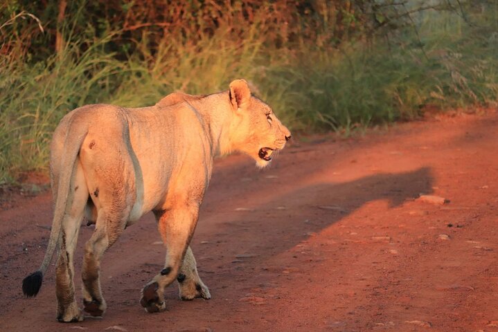 Kruger National Park Morning Safari Experience (Minimum 2 Peope)
