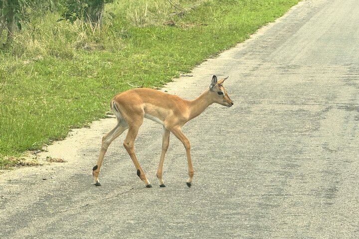 Kruger National Park Morning Safari Experience (Minimum 2 Peope)