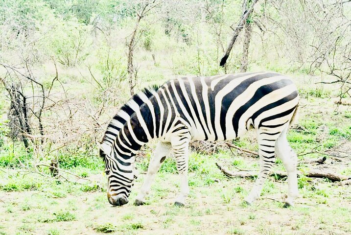 Kruger National Park Morning Safari Experience (Minimum 2 Peope)