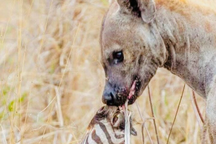 Kruger National Park Morning Safari Experience (Minimum 2 Peope)