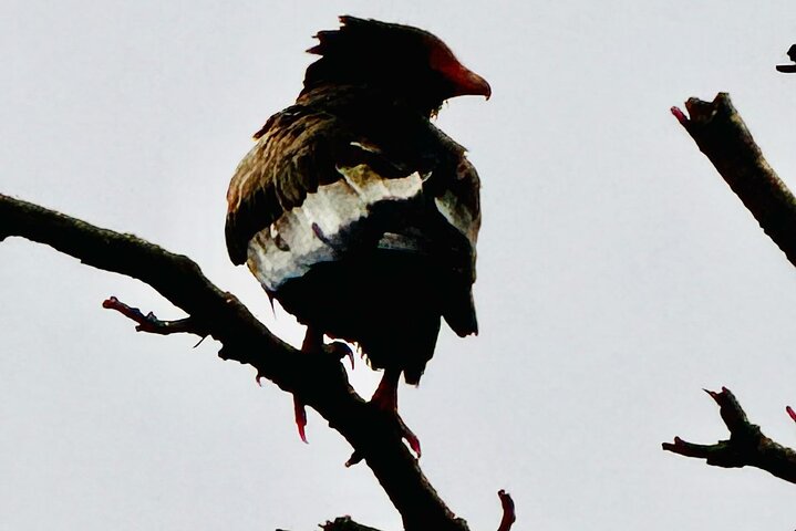 Kruger National Park Morning Safari Experience (Minimum 2 Peope)