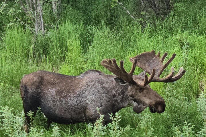 Fairbanks Top City Highlights Tour Summer/Fall