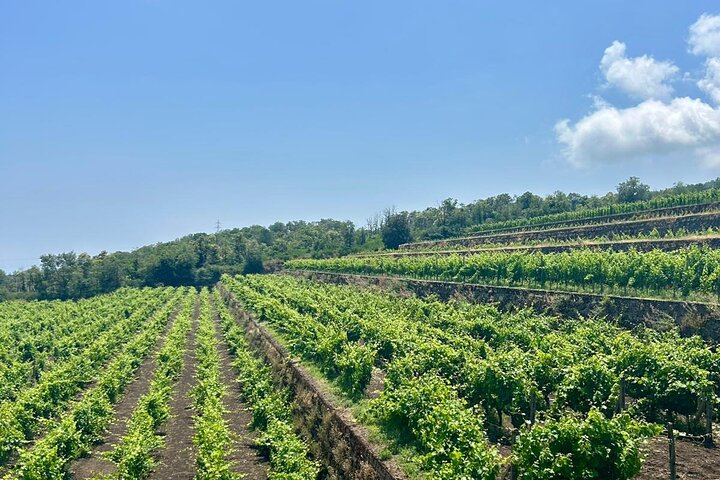Volcano Etna Tour Wine Tasting Lunch in the Cellar Transfer