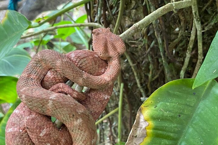 Turtle spawning in Tortuguero