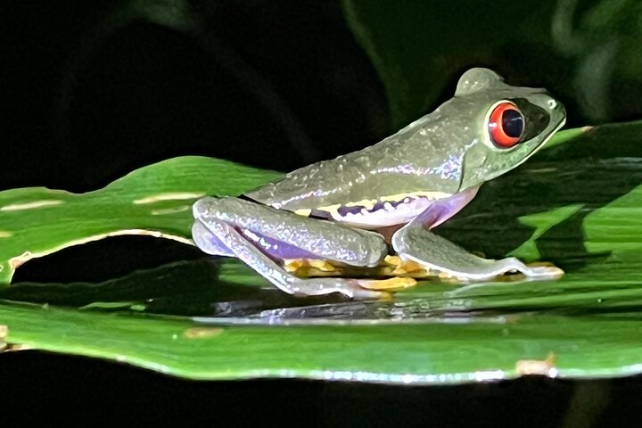 Turtle spawning in Tortuguero