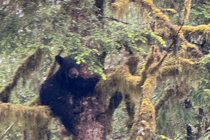 Alaska Wildlife Safari and Sightseeing Tour