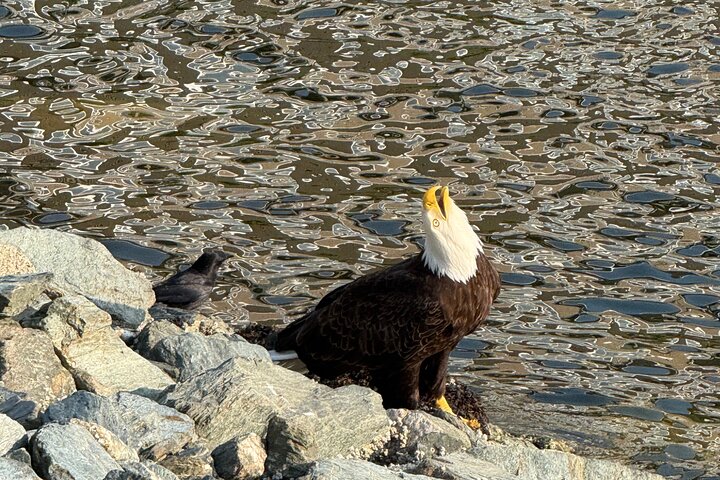 Alaska Wildlife Safari and Sightseeing Tour