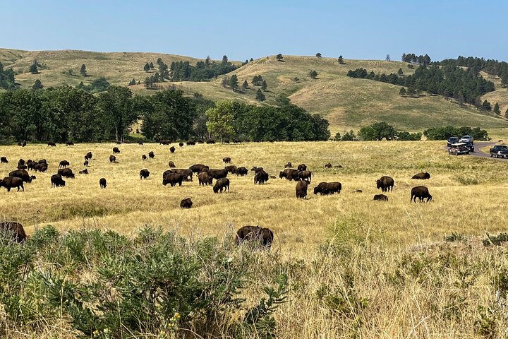 Discover Custer State Park A Self Guided Audio Driving Tour