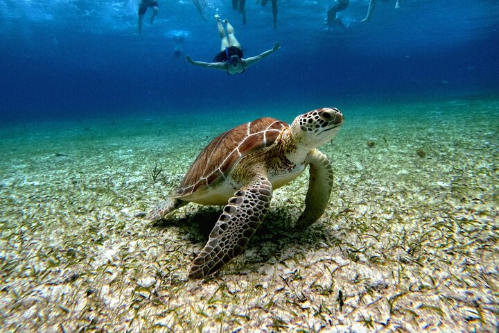 4 Hour Cozumel Turtle Sanctuary Experience on a Luxury Catamarán