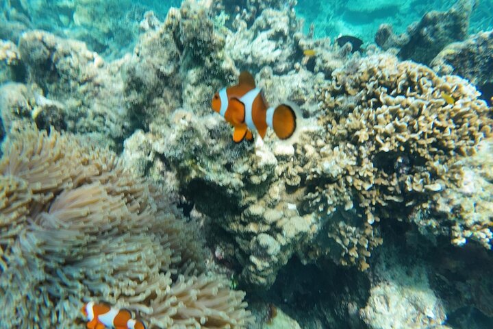 Mantanani Island Snorkeling from Kota Kinabalu