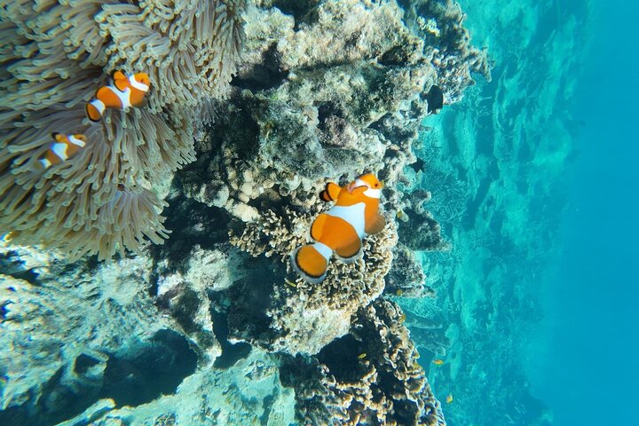 Mantanani Island Snorkeling from Kota Kinabalu