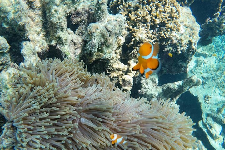 Mantanani Island Snorkeling from Kota Kinabalu