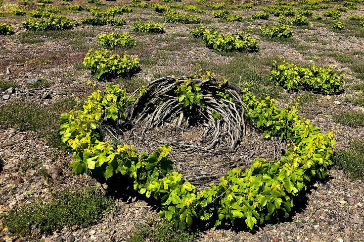 Private Wine Tour in Santorini - Greece