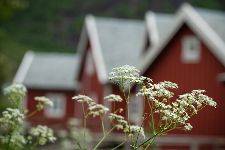 Private Lofoten Islands Sightseeing Tour with Local Guide