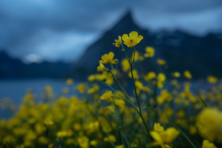 Private Lofoten Islands Sightseeing Tour with Local Guide