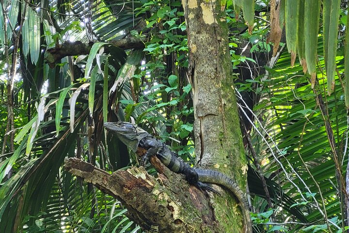 Jungle and Beach Horseback Riding Tour - 2H 1/2