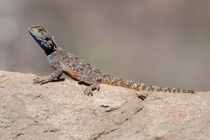 Sani Pass Private Day Tour