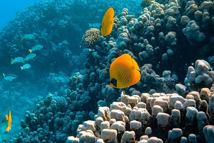 Shaab Samadai, Snorkeling Adventure & Coral Reef at Marsa Alam