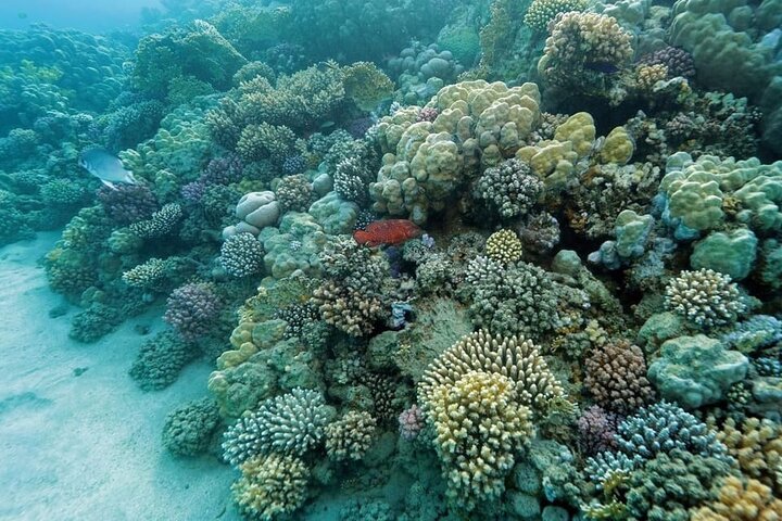 Shaab Samadai, Snorkeling Adventure & Coral Reef at Marsa Alam