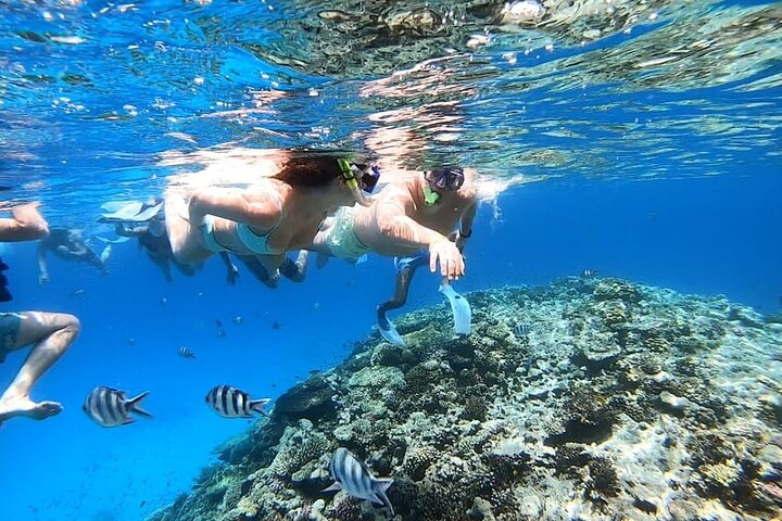 Shaab Samadai, Snorkeling Adventure & Coral Reef at Marsa Alam