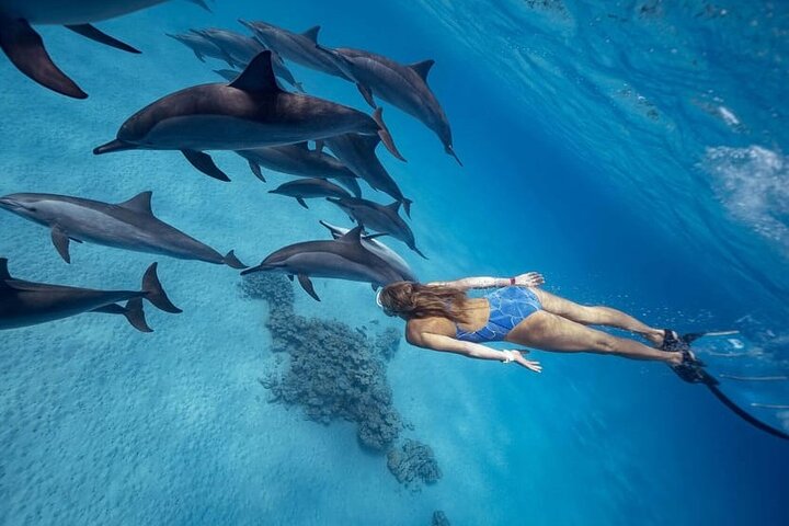 Shaab Samadai, Snorkeling Adventure & Coral Reef at Marsa Alam