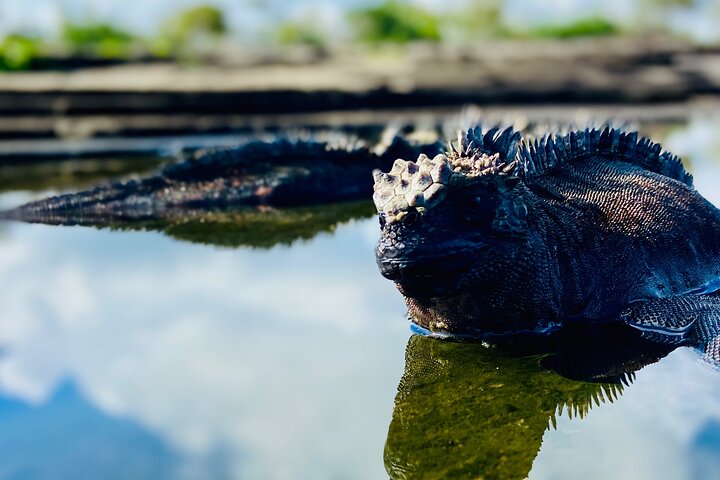 4 Day Isabela Island Adventure Tour: Kayak, Snorkeling & Wildlife