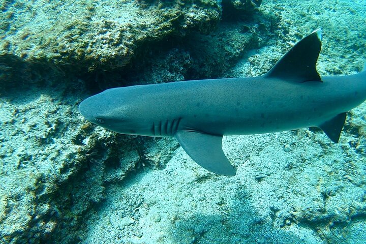 4 Day Isabela Island Adventure Tour: Kayak, Snorkeling & Wildlife