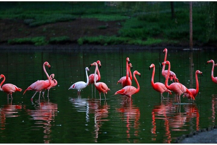 Discover the Georgian Amazon – Tour from Batumi