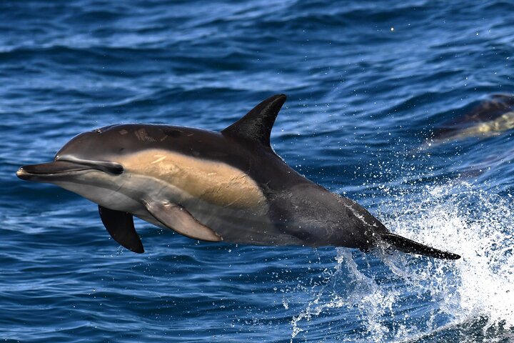 Private Hermanus Whale Watching Shoreline Day Tour from Cape Town