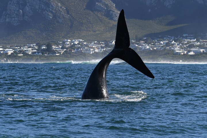 Private Hermanus Whale Watching Shoreline Day Tour from Cape Town